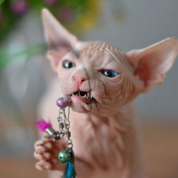 chat Sphynx Anouchka Chatterie Salem's child