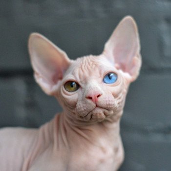 chat Sphynx Anouchka Chatterie Salem's child