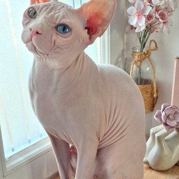 chat Sphynx Anouchka Chatterie Salem's child