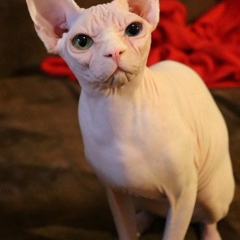 chat Sphynx Anouchka Chatterie Salem's child
