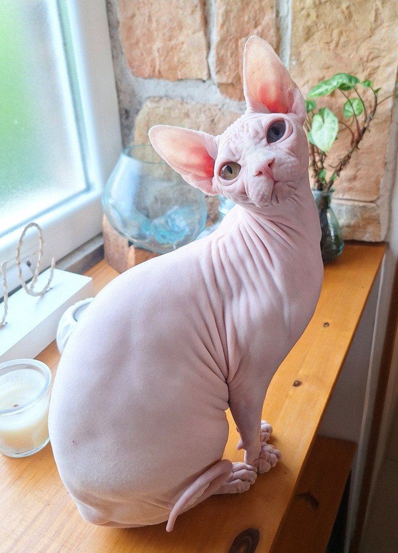 Anouchka Femelle Sphynx