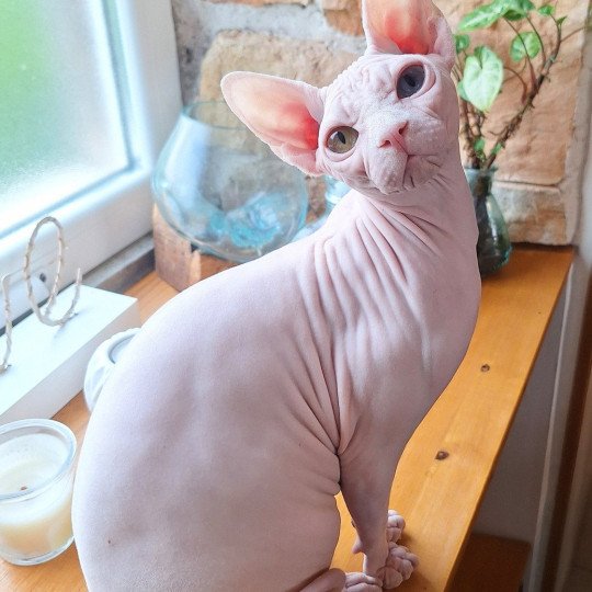 Anouchka Femelle Sphynx