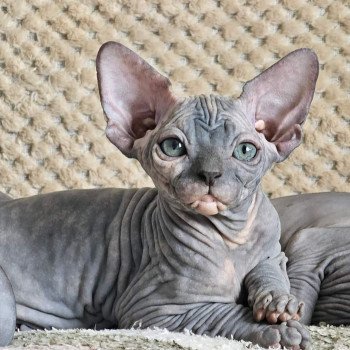chat Sphynx Harley Queen Chatterie Salem's child