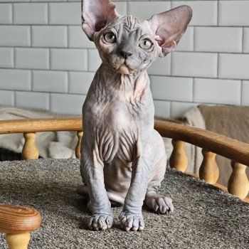 chat Sphynx Harley Queen Chatterie Salem's child