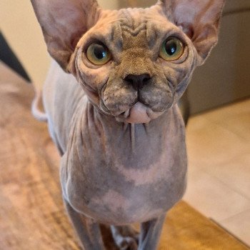 chat Sphynx Harley Queen Chatterie Salem's child