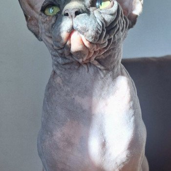 chat Sphynx Harley Queen Chatterie Salem's child