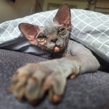 chat Sphynx Harley Queen Chatterie Salem's child