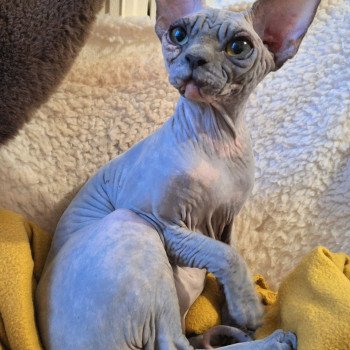 chat Sphynx Harley Queen Chatterie Salem's child