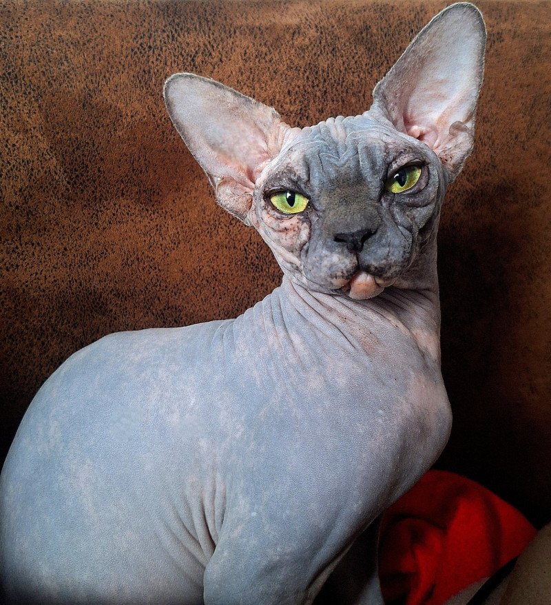 Harley Queen Femelle Sphynx