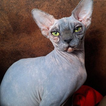 chat Sphynx Harley Queen Chatterie Salem's child