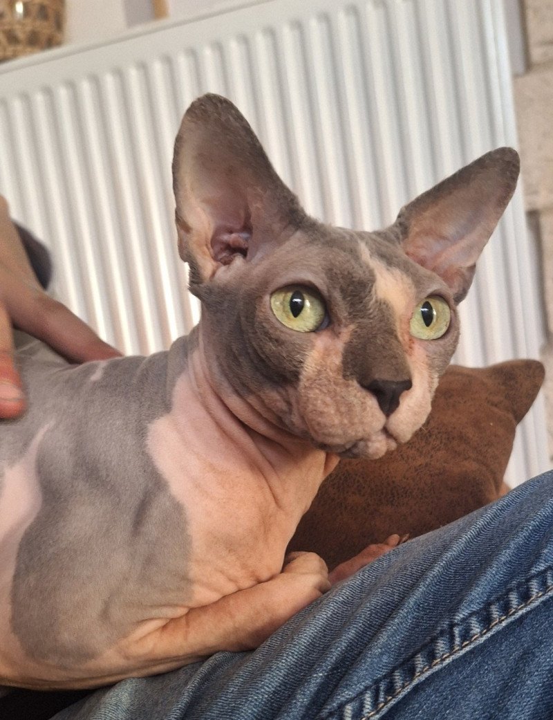 Charles Mâle Sphynx