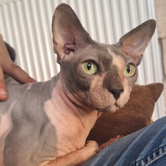 Charles Mâle Sphynx