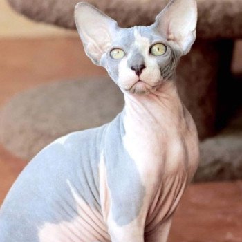 chat Sphynx Medvedev Chatterie Salem's child