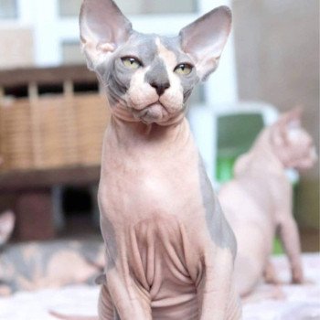 chat Sphynx Medvedev Chatterie Salem's child