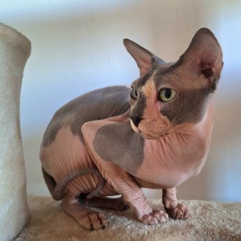 chat Sphynx Medvedev Chatterie Salem's child