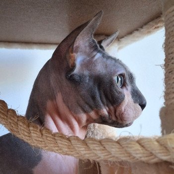 chat Sphynx Medvedev Chatterie Salem's child