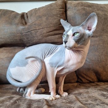 chat Sphynx Medvedev Chatterie Salem's child