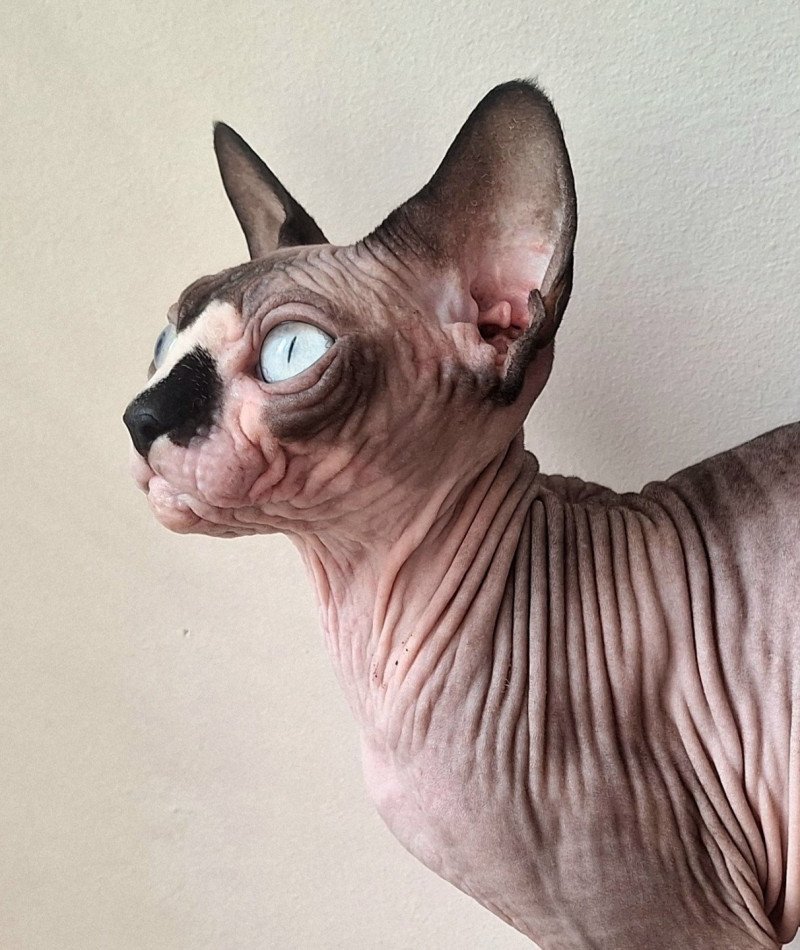 Yspanita Femelle Sphynx