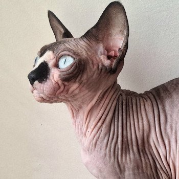 chat Sphynx Yspanita Chatterie Salem's child
