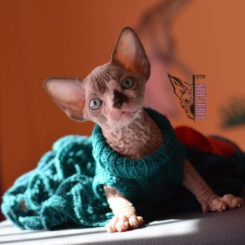 chat Sphynx Yspanita Chatterie Salem's child