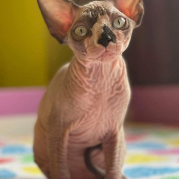 chat Sphynx Yspanita Chatterie Salem's child