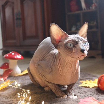chat Sphynx Yspanita Chatterie Salem's child